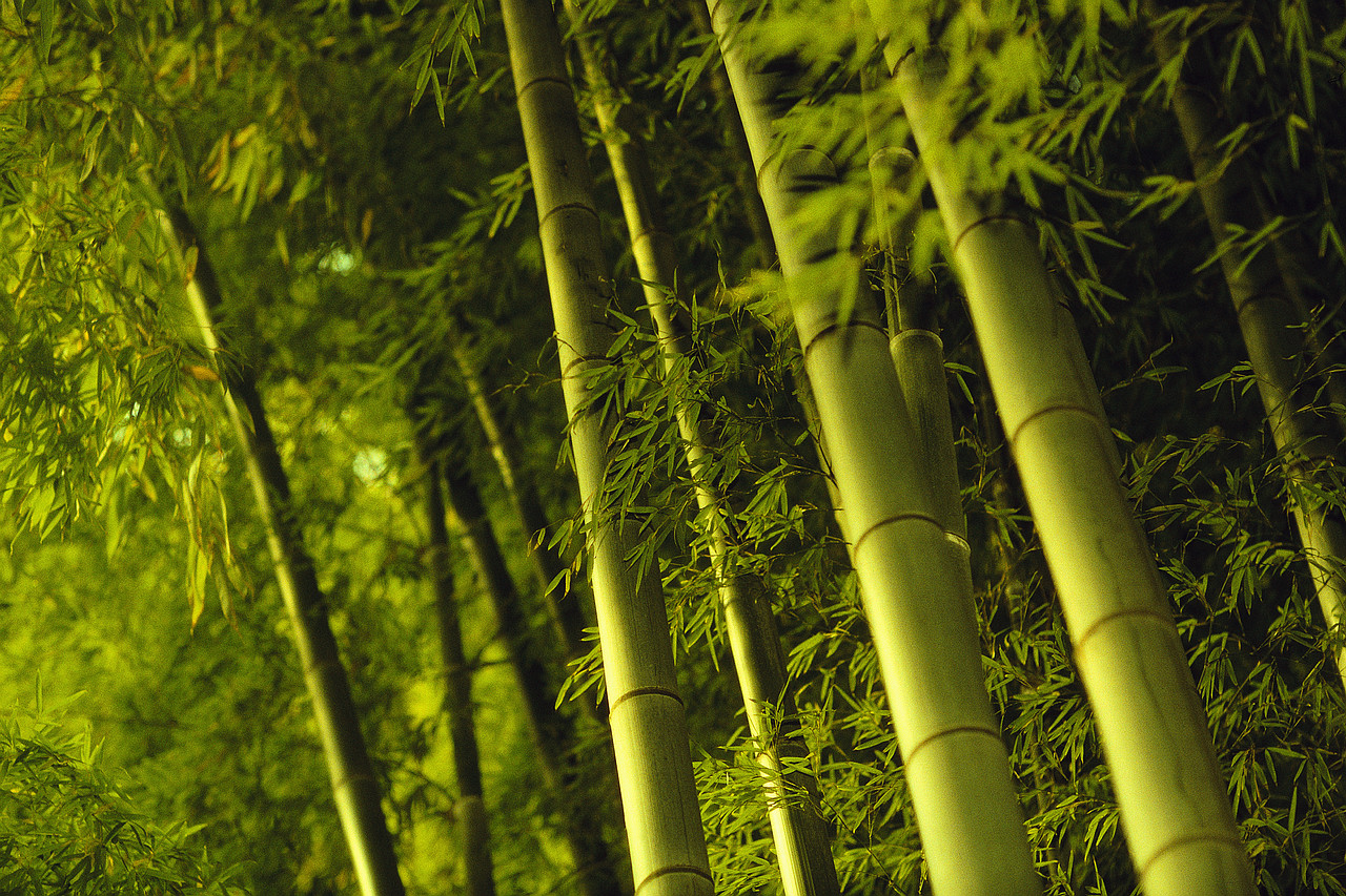 Bamboo